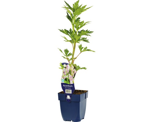Oměj Carmichaelův FloraSelf Aconitum carmichaelii 'Cloudy' 5-20 cm květináč 0,5 l Oměj šalamounek ''Cloudy'' v květináči