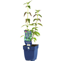 Agastache FloraSelf Agastache-kultivar 'Black Adder' 5-70 cm květináč 0,5 l