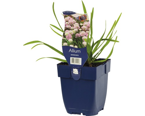 Allium senescens v květináči