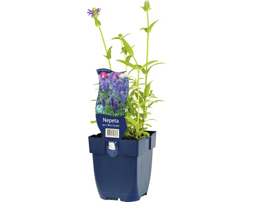 Šanta žilnatá FloraSelf Nepeta nervosa 'Blue Carpet' 5-40 cm květináč 0,5 l