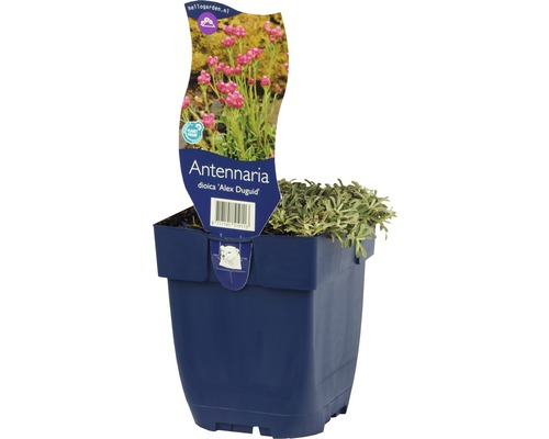 Kociánek dvoudomý FloraSelf Antennaria dioica 'Alex Duguid' 5-10 cm květináč 0,5 l Rostlina Antennaria dioica ''Alex Duguid'' v květináči
