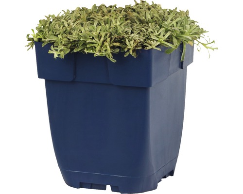 Modrý květináč se zelenou rostlinou