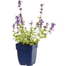 Šanta kočičí FloraSelf Nepeta racemosa 'Grog' 5-30 cm květináč 0,5 l