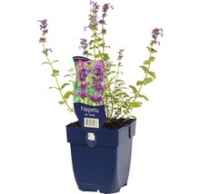 Šanta kočičí FloraSelf Nepeta racemosa 'Grog' 5-30 cm květináč 0,5 l