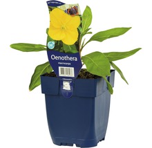 Pupalka velkoplodá FloraSelf Oenothera macrocarpa 5-20 cm květináč 0,5 l