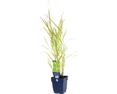 Proso prutnaté namodralé FloraSelf Panicum virgatum 'Heavy Metal' 5-125 cm květináč 0,5 l