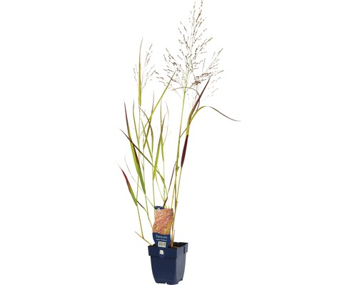 Proso prutnaté červenohnědé FloraSelf Panicum virgatum 'Rehbraun' 5-100 cm květináč 0,5 l