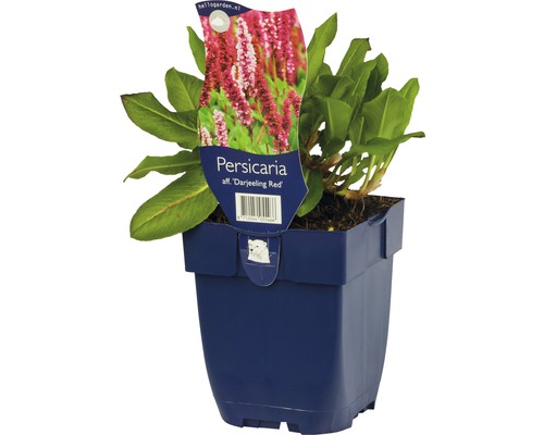 Rostlina Persicaria affinis ''Darjeeling Red'' v květináči