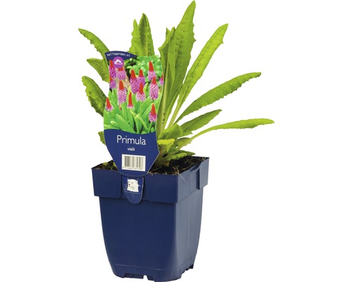 Prvosenka Vialova v květináči