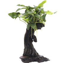 Akvarijní rostlina na dřevěném kořeni