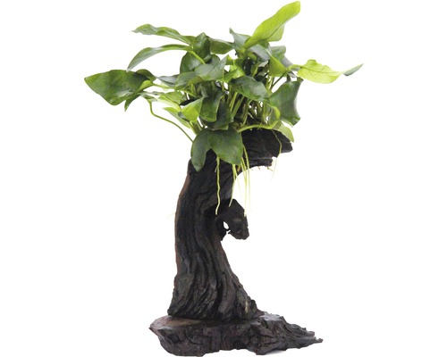 Anubias barteri na kořenu Akvarijní rostlina na dřevěném kořeni