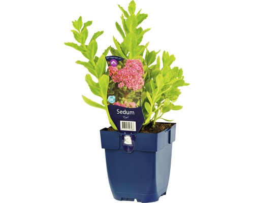 Rozchodník nádherný FloraSelf Sedum spectabile 'Carl' výška 5-30 cm květináč 0,5 l