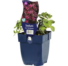 Rozchodník FloraSelf Sedum-kultivar 'Red Sparkle' výška 5-40 cm květináč 0,5 l