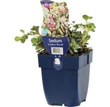 Rozchodník FloraSelf Sedum x Sedoro 'Blue Elf' 5-10 cm květináč 0,5 l