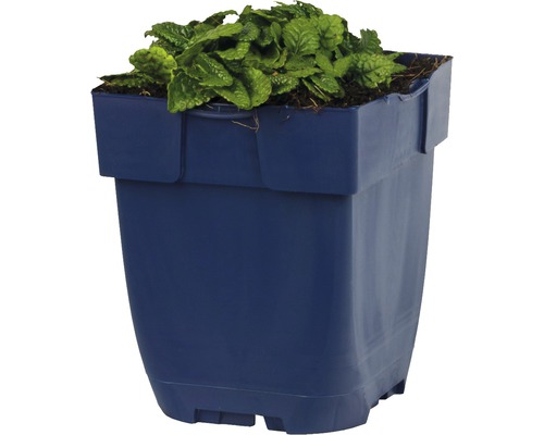 Plastikový květináč se zelenou rostlinou