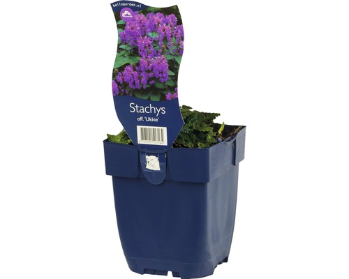 Bukvice lékařská FloraSelf Stachys officinalis 'Ukkie' 5-30 cm květináč 0,5 l Čistec off. Ukkie v květináči