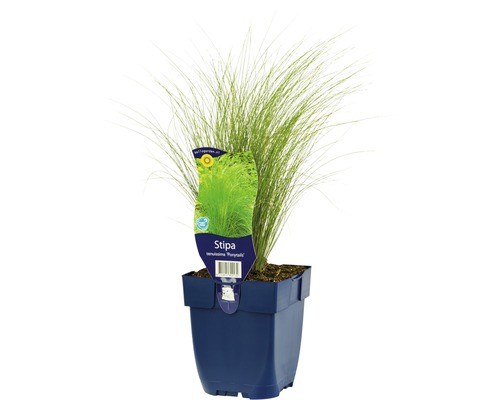 Kavyl péřovitý FloraSelf Stipa tenuissima 'Ponytayls 5-80 cm květináč 0,5 l