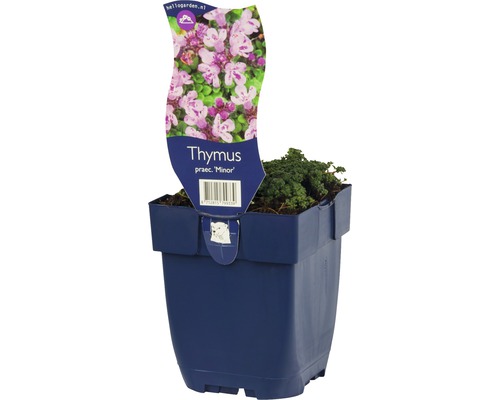 Mateřídouška časná nízká FloraSelf Thymus praecox 'Minor' cca 5 cm květináč 0,5 l Tymián ''Minor'' v květináči