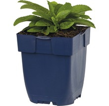 Rozrazil klasnatý FloraSelf Veronica spicata 'Inspire Blue' 5-25 cm květináč 0,5 l