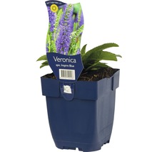 Rozrazil klasnatý FloraSelf Veronica spicata 'Inspire Blue' 5-25 cm květináč 0,5 l