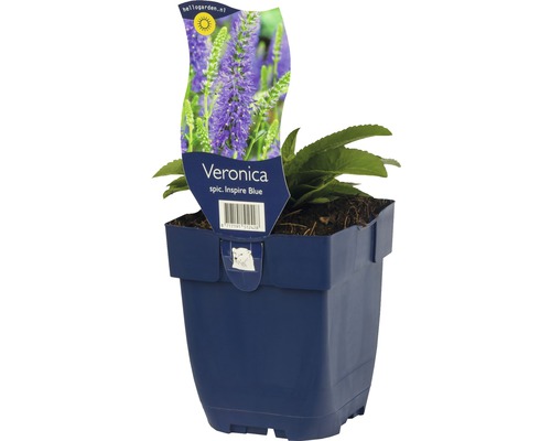 Rozrazil klasnatý FloraSelf Veronica spicata 'Inspire Blue' 5-25 cm květináč 0,5 l Veronica spicata Inspire Blue v květináči