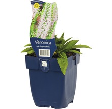 Rozrazil klasnatý FloraSelf Veronica spicata 'Insprie Pink' výška 5-25 cm květináč 0,5 l