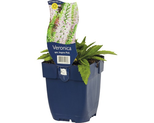 Rozrazil klasnatý FloraSelf Veronica spicata 'Insprie Pink' výška 5-25 cm květináč 0,5 l Rozrazil klasnatý FloraSelf Veronica spicata 'Insprie Pink' výška 5-25 cm květináč 0,5 l