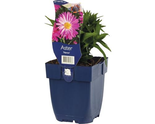 Hvězdnice novobelgická FloraSelf Aster novi-belgii 'Neron' 5-30 cm květináč 0,5 l