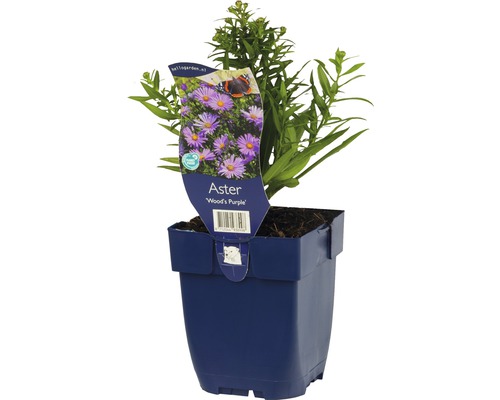 Astra, hvězdnice křovitá FloraSelf Aster dumosus 'Woods Purple' výška 5-20 cm květináč 0,5 l Astra, hvězdnice křovitá FloraSelf Aster dumosus 'Woods Purple' výška 5-20 cm květináč 0,5 l