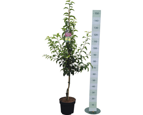 Mladá ovocná dřevina v květináči s výškoměrem