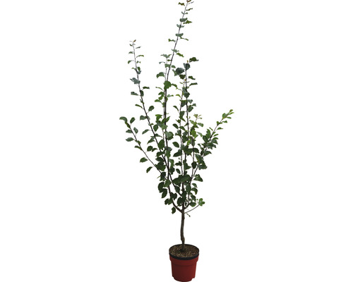 Jabloň ve květináči