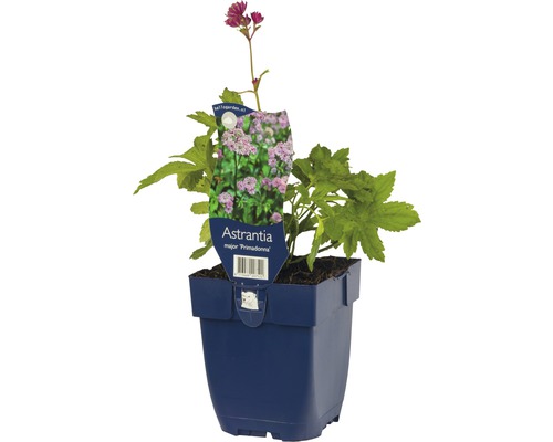 Jarmanka větší ''Primadonna'' v květináči