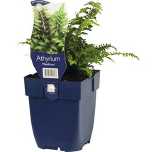 Papratka niponská FloraSelf Athyrium niponicum 'Metallicum' výška 5-20 cm květináč 0,5 l