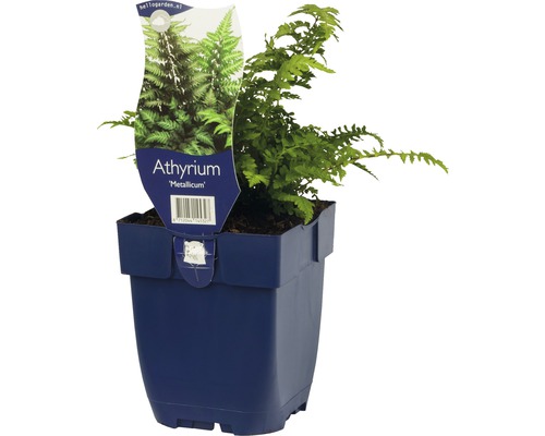 Papratka niponská FloraSelf Athyrium niponicum 'Metallicum' výška 5-20 cm květináč 0,5 l Papratka niponská FloraSelf Athyrium niponicum 'Metallicum' výška 5-20 cm květináč 0,5 l
