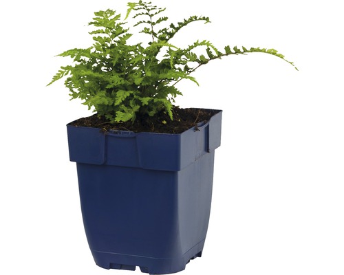 Zelená kapradina v plastovém květináči