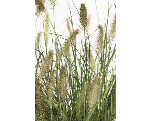 Dochan psárkovitý FloraSelf Pennisetum alopecuroides 'Hameln' 20-50 cm květináč 6 l