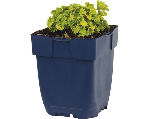 Heuchera v květináči