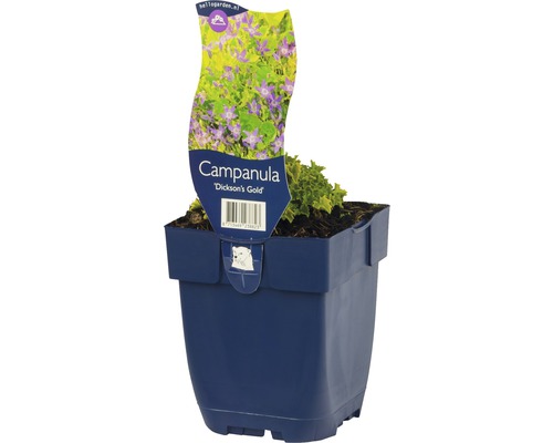 Zvonek garganský FloraSelf Campanula garganica 'Dicksons Gold' 5-15 cm květináč 0,5 l