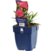 Hvozdík FloraSelf Dianthus kultivar 'Sunflower Jolina' 5-15 cm květináč 0,5 l