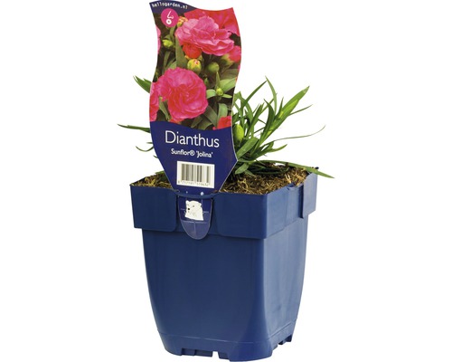 Hvozdík FloraSelf Dianthus kultivar 'Sunflower Jolina' 5-15 cm květináč 0,5 l Hvozdík Sunflor Jolina v květináči