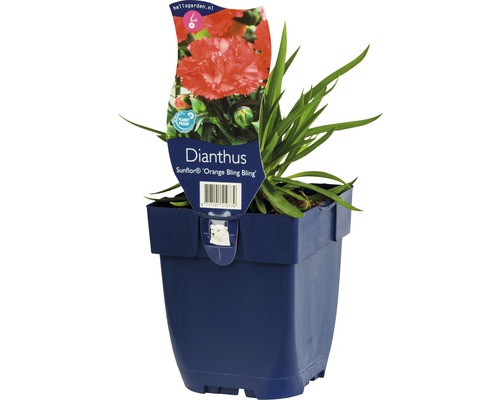 Hvozdík půdopokryvný FloraSelf Dianthus 'Sunflower Orange Bling Bling' 5-15 cm květináč 0,5 l