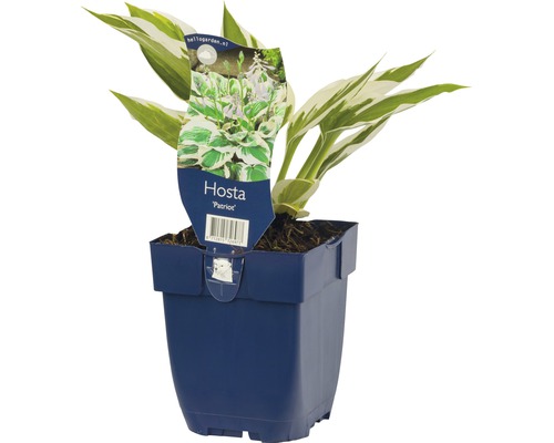 Bohyška s bílým okrajem FloraSelf Hosta 'Patriot' výška 5-20 cm květináč 0,5 l Božkov ''Patriot'' v květináči