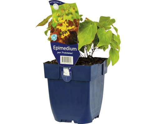 Škornice FloraSelf Epimedium perralderianum 'Frohnleiten' 5-10 cm květináč 0,5 l Škornice v květináči