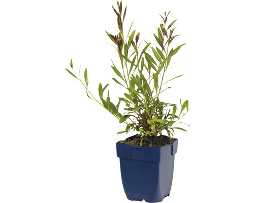 Šípatka v květináči