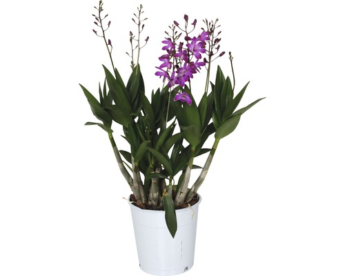 Stromobytec Dendrobium x hybrid 'Berry Oda' výška 35-45 cm květináč Ø 12 cm Pokojová rostlina Dendrobium Nobile v květináči s fialovými květy