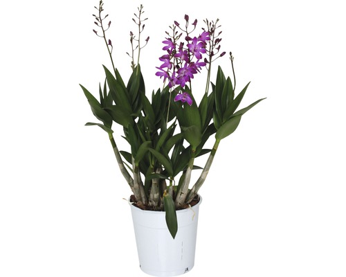 Stromobytec Dendrobium x hybrid 'Berry Oda' výška 35-45 cm květináč Ø 12 cm