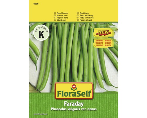 Fazole keříčková Faraday FloraSelf