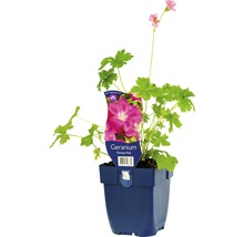 Kakost FloraSelf Geranium x oxonianum 'Orkney Pink' výška 5-20 cm květináč 0,5 l