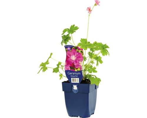 Kakost FloraSelf Geranium x oxonianum 'Orkney Pink' výška 5-20 cm květináč 0,5 l Muškát Orkney Pink v květináči