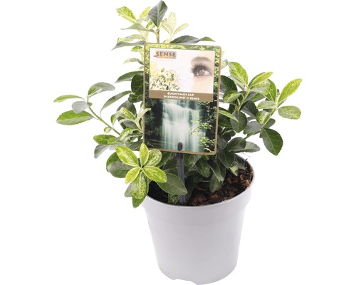 Brslen Fortunův FloraSelf Euonymus japonica 'Pierrolino' 15-20 cm květináč 1,5 l Brslen japonský v květináči s etiketou